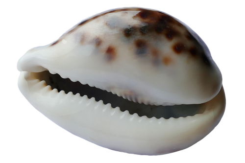 sea shell ocean