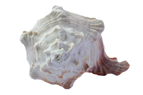 sea shells ocean