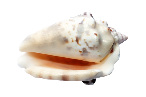 sea shells ocean