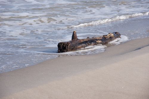 beach sea nature