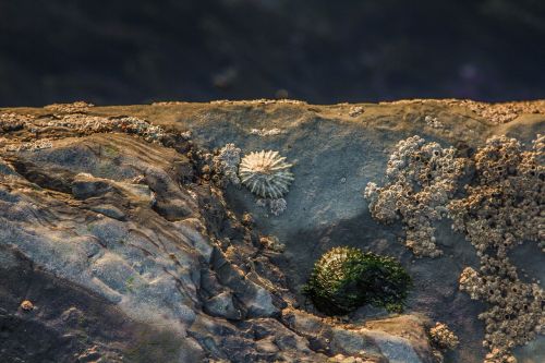 sea shell stones