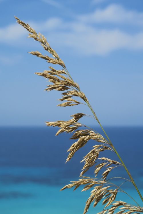 sea dried herbs seaside
