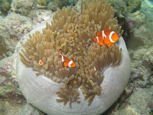 clown fish fish clownfish
