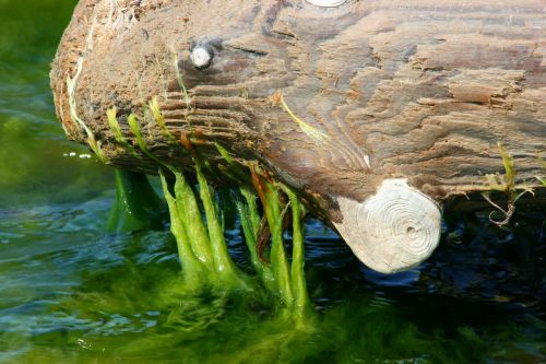 seaweed matsi sea old wood