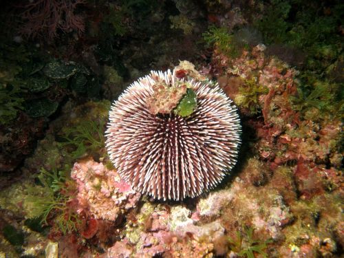 sea sea ​​urchin water