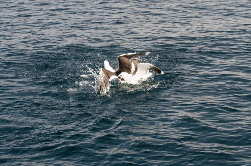 sea bird animal