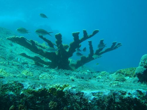 sea fish tree