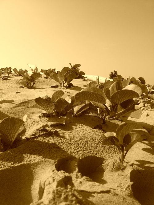 sea sand vegetation