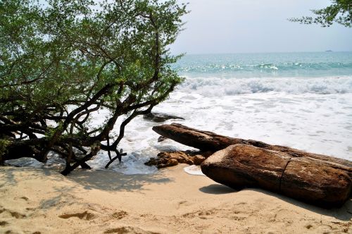 sea beach drift wood