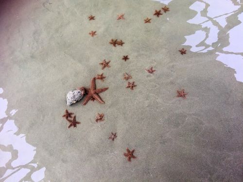 starfish sea ocean
