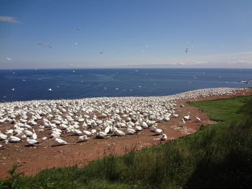 gannet sea sea ​​bird