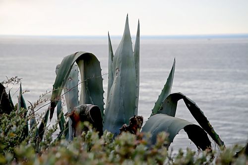 sea landscape cactus