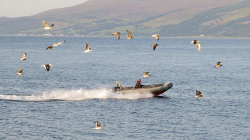 sea boot gulls