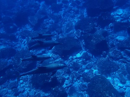 sea dolphin blue