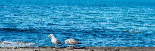 sea blue gulls