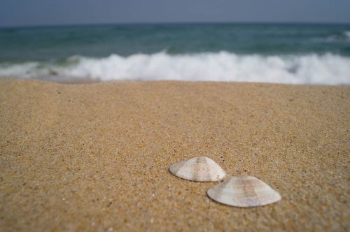 sea clam shell