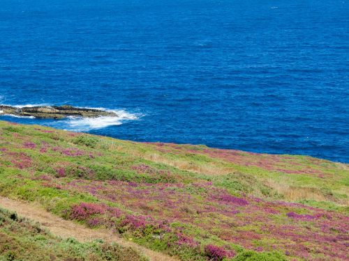 sea flowers landscape