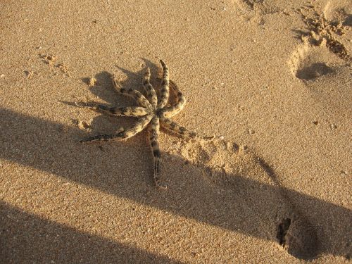 sea beach exotic