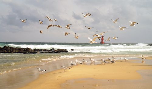 sea lighthouse seagull