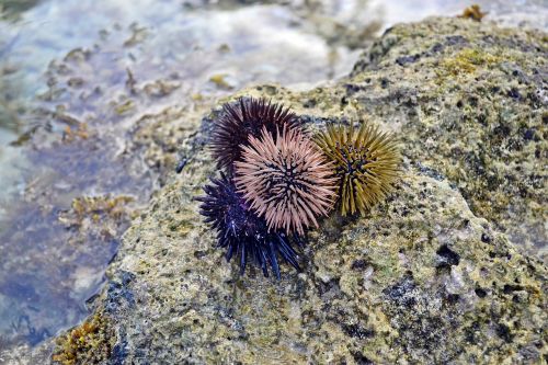 sea urchins ocean