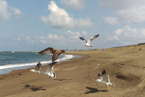 sea beach sea gull