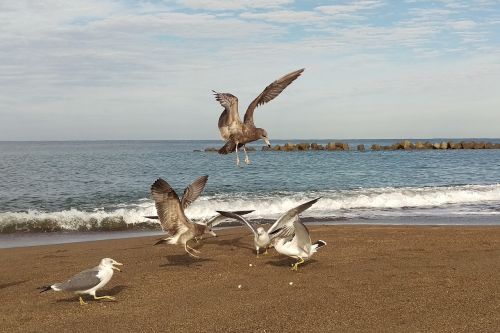 sea beach sky