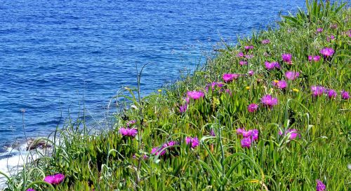 lošinj sea blossom