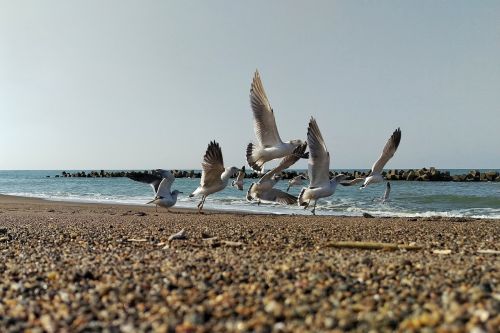 sea beach seagull