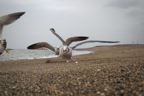 sea beach seagull