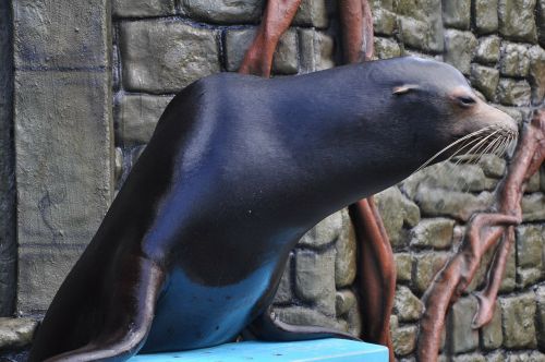 sea lion cozumel