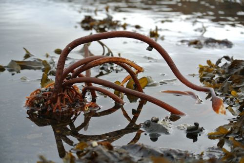 sea train algae