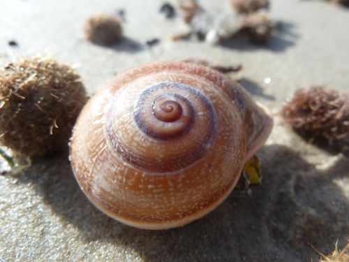 sea snail sand