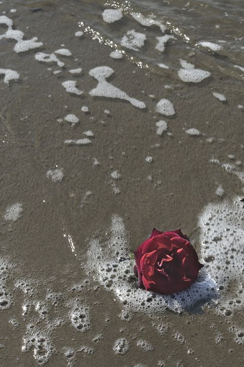 sea rosa romantic