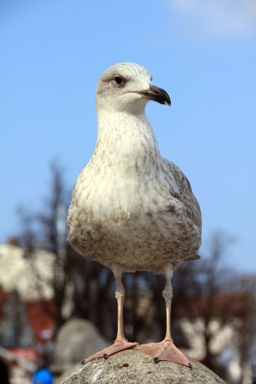 sea holiday animal