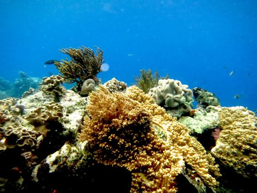 sea diving coral