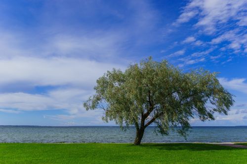 sea tree sky