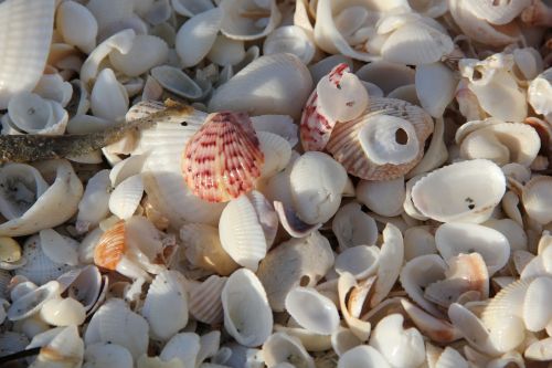 sea mussel shells beach