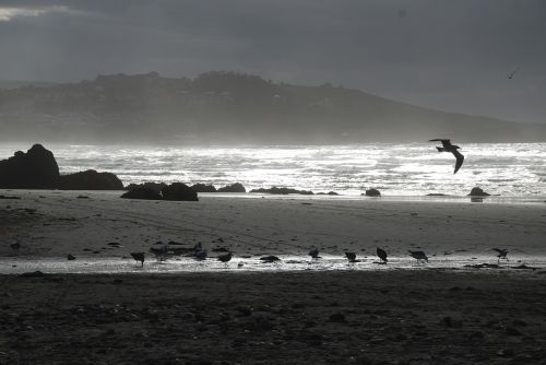 sea waves seagulls