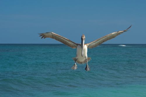 sea ocean bird