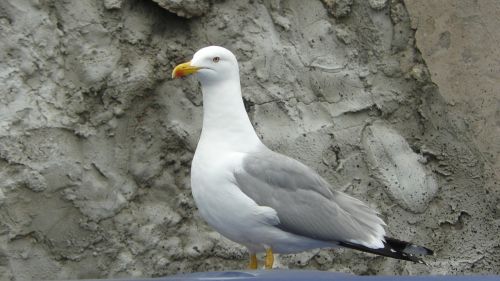 sea gull postage