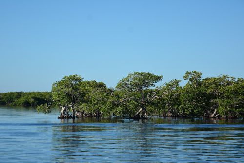 sea forest ocean