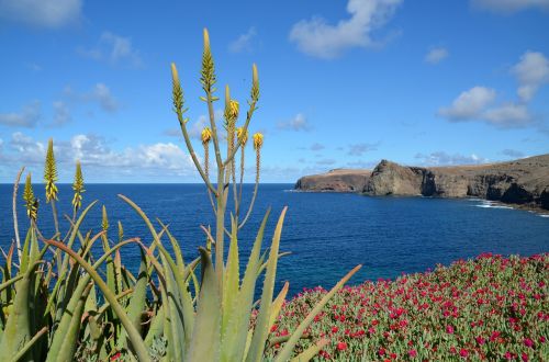 sea flowers nature