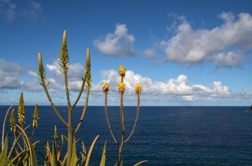 sea plant nature