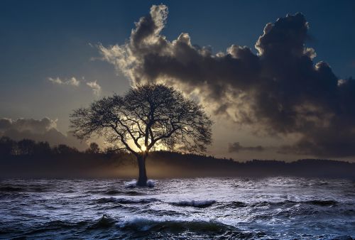 sea wave tree