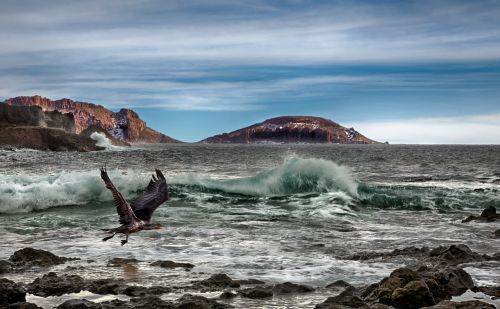 sea ocean birds