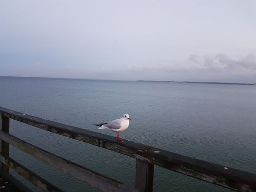 sea baltic sea seagull