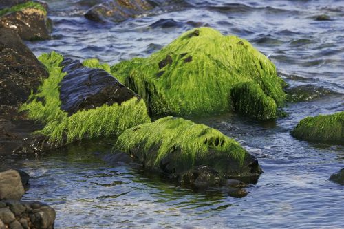 sea waves moss