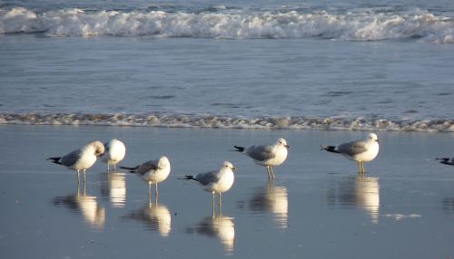 sea gulls mirroring
