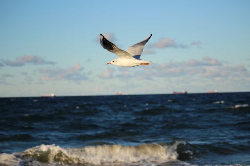 sea seagull afraid