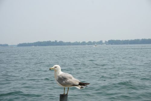 sea seagull bird